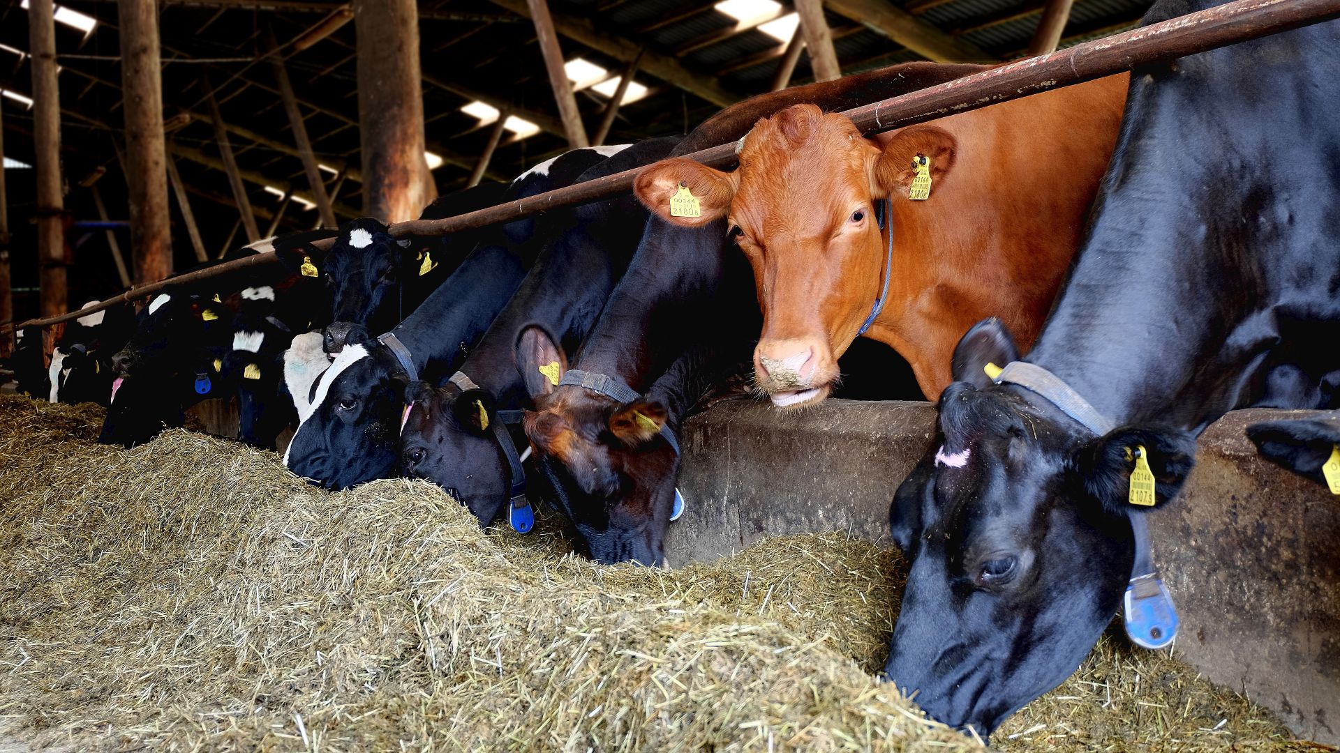 Punik uudistab. Foto: Angelika Pedosk