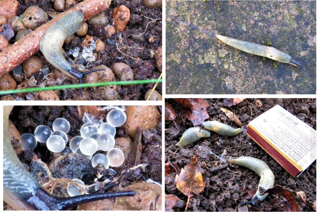 Mustpeanälkjas ja tema munad. Mustpeanälkjas ei sarnane ühegi meie kodumaise teoliigiga. Fotod: Ene Grass / teokaart